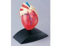Anatomisk model Hjärta 1:1 Primmeshiper